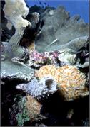 Bonaire 33